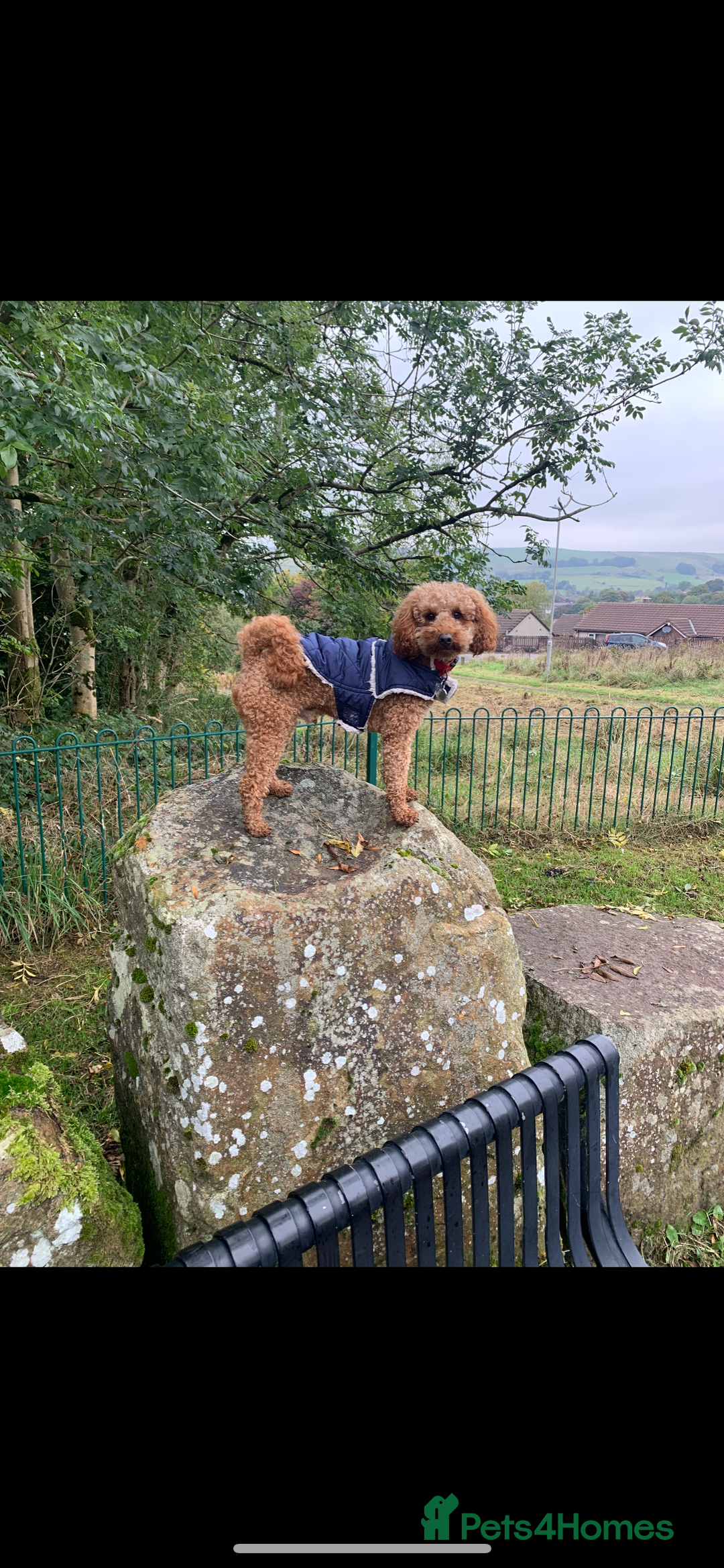 Miniature Poodle dogs for sale: beautiful miniature poodles  - Advert 17