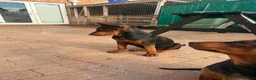 Chinese Red Dog dogs for sale: Chinese red dog puppies  - Advert 7