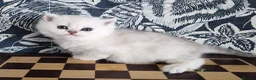 British Longhair cats for sale: Stunning Black Tipped British  - Advert 2