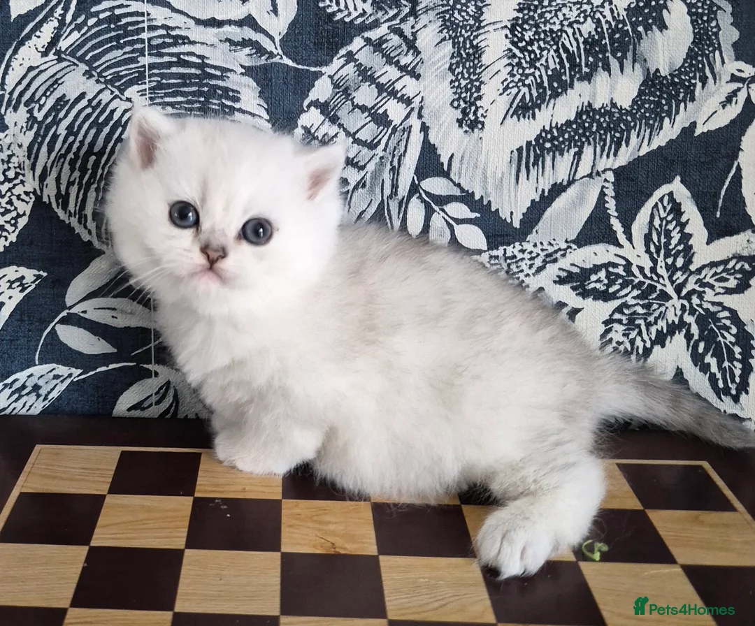 British Longhair cats for sale: Stunning Black Tipped British  - Advert 2