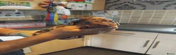 Miniature Dachshund dogs for sale: Miniature dashchund puppies  - Advert 2