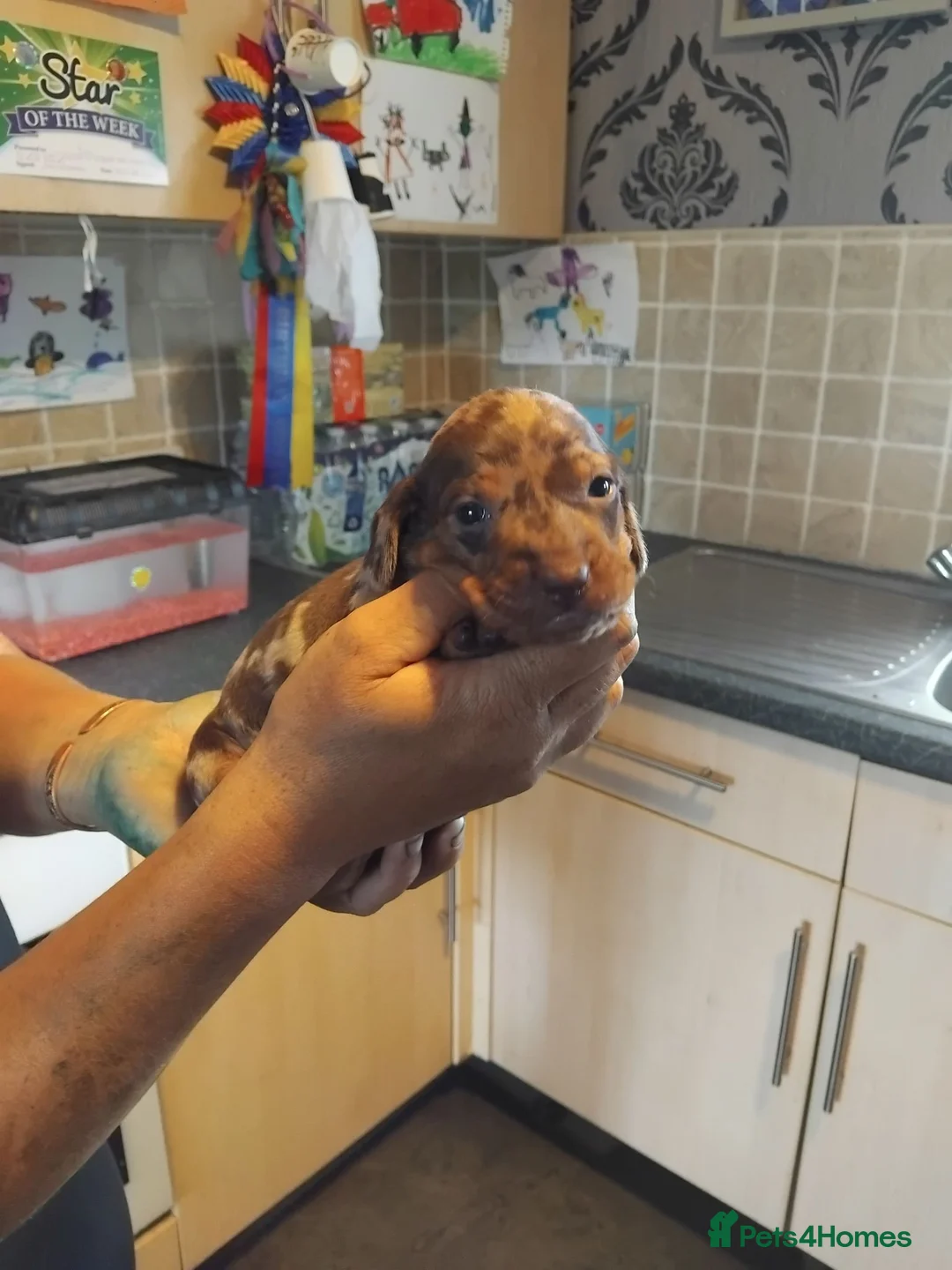 Miniature Dachshund dogs for sale: Miniature dashchund puppies  - Advert 2