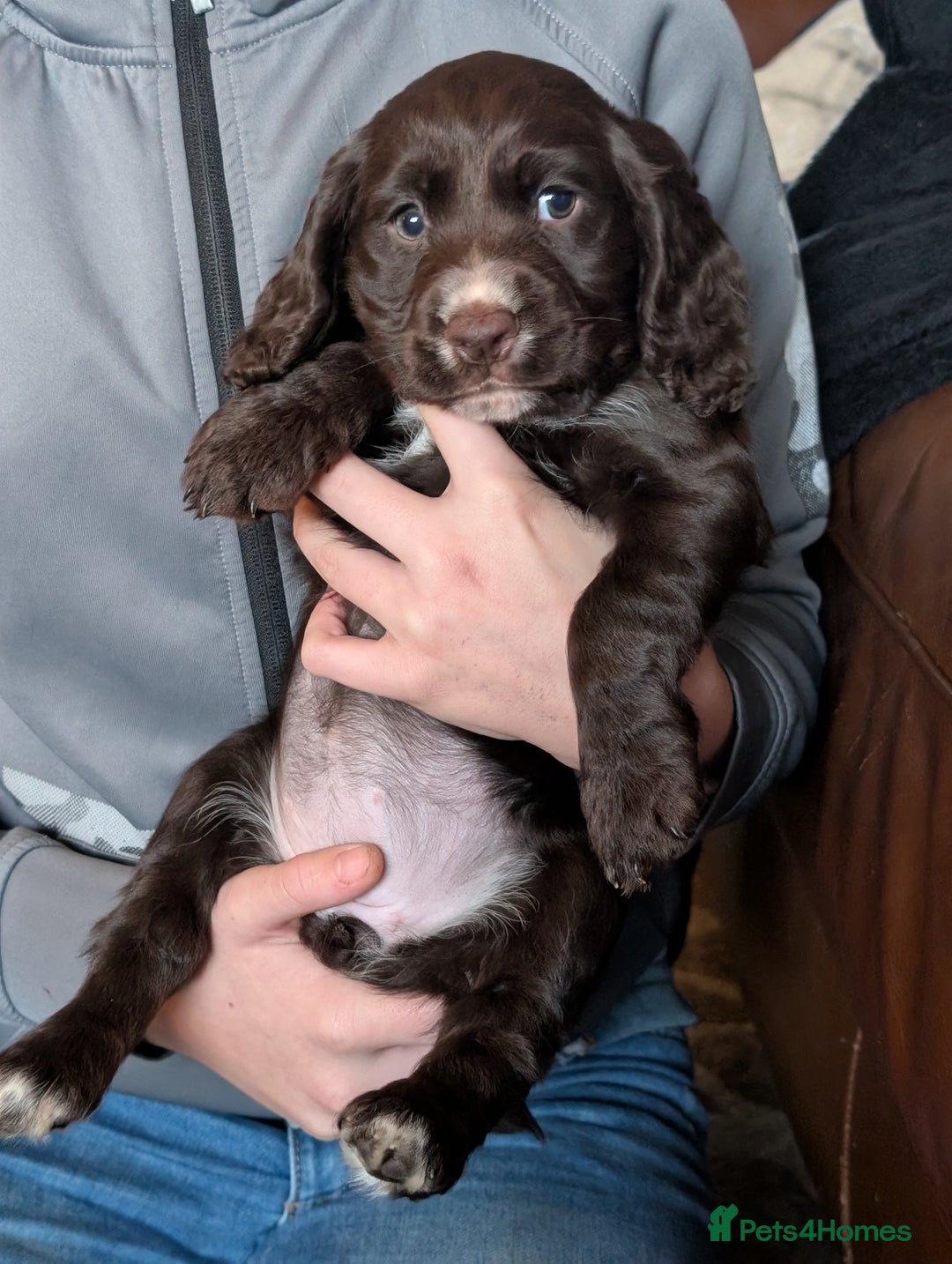 Cocker Spaniel dogs for sale: Stunning Working Cocker Spaniel Girls 🤍 - Advert 2