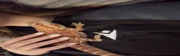Bearded Dragon reptiles for sale: 1 year old bearded dragon and full set up in Bridgend - Advert 2