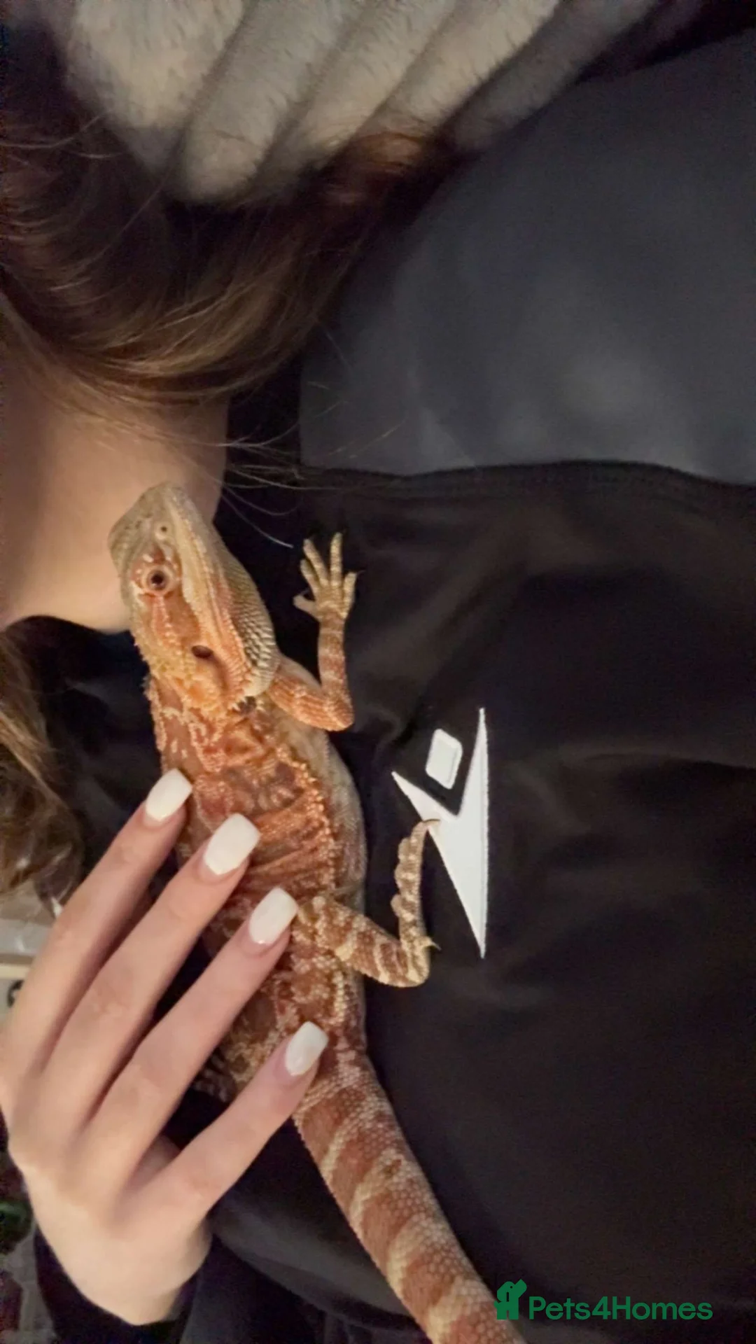 Bearded Dragon reptiles for sale: 1 year old bearded dragon and full set up in Bridgend - Advert 2