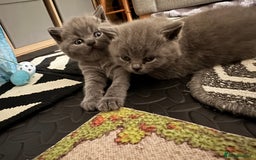 British Shorthair cats for sale: 💙 GCCF British Blue Boys – Ready Soon 💙 - Image 8