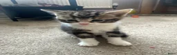 Mixed Breed cats for sale: Beautiful kittens for sale - Advert 3
