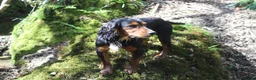 Cocker Spaniel dogs for stud: Health Tested Black & Tan W/Cocker Spaniel Stud in Totnes - Advert 13