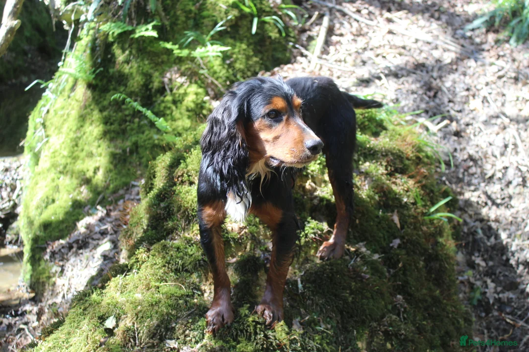 Cocker Spaniel dogs for stud: Health Tested Black & Tan W/Cocker Spaniel Stud in Totnes - Advert 13