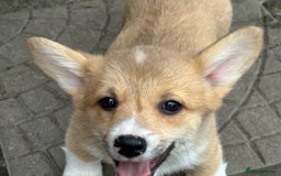 Welsh Corgi Pembroke dogs for sale: Beautiful Pembroke Corgi Pups - Image 2