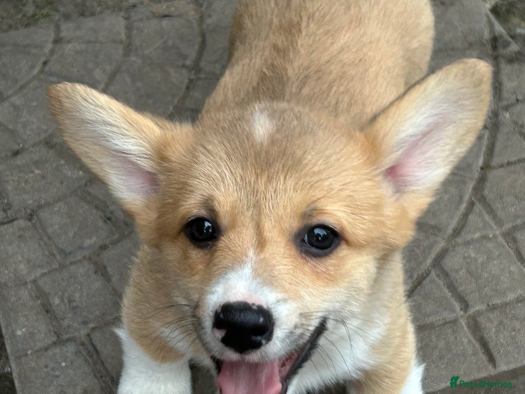 Welsh Corgi Pembroke dogs for sale: Beautiful Pembroke Corgi Pups - Image 2