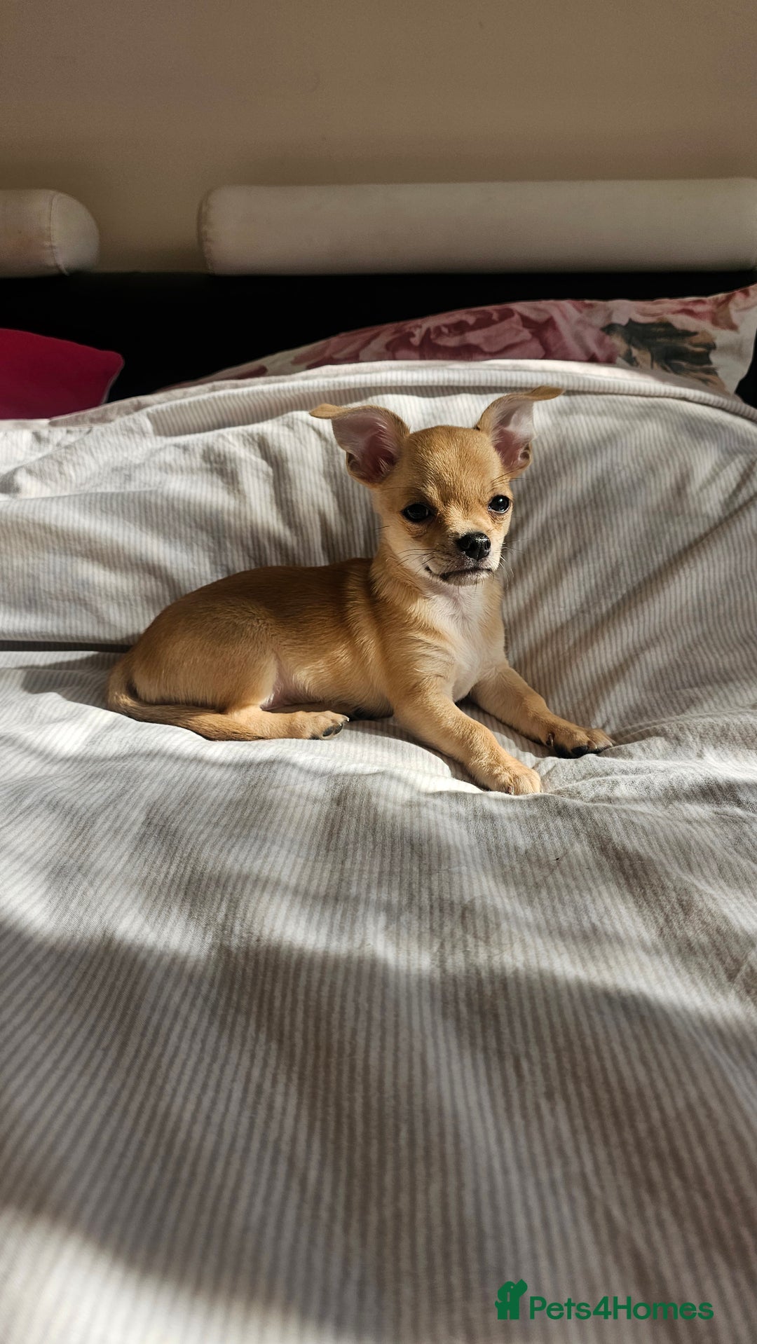 Chihuahua dogs for sale: Chihuahua puppie Small size - Image 2