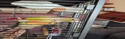 Conures birds for sale: Green cheeked conure - Advert 5