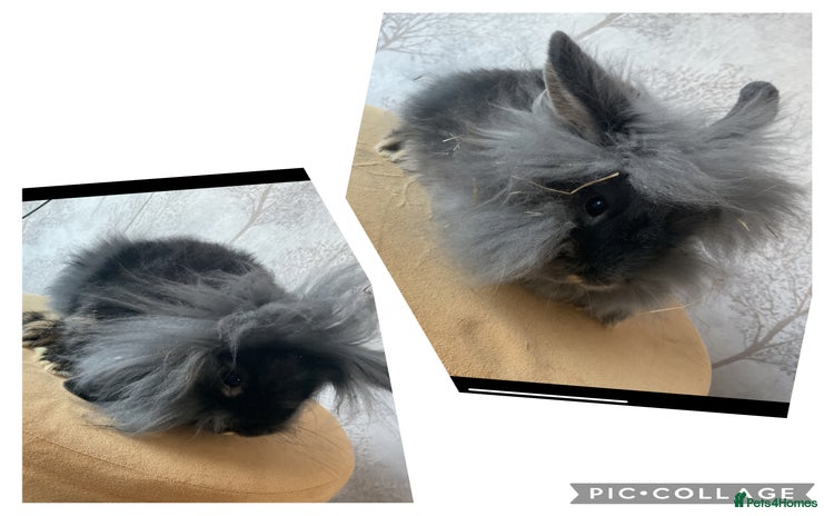 Mixed Breed rabbits in Goole - Advert 11