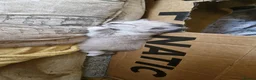 Ragdoll cats for sale: Ragdoll kittens awaiting their forever homes in Cheddar - Advert 3