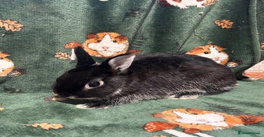 Netherland Dwarf rabbits - Advert 1
