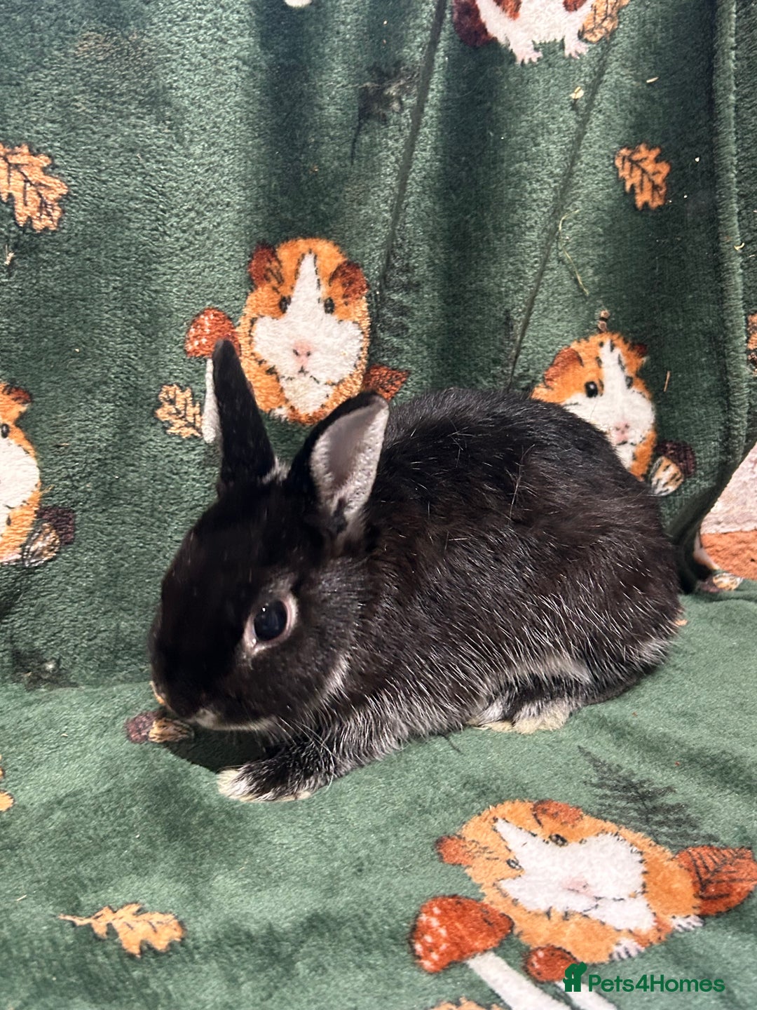 Netherland Dwarf rabbits for sale: Beautiful Unusual Colours Baby Netherland dwarfs  - Image 2
