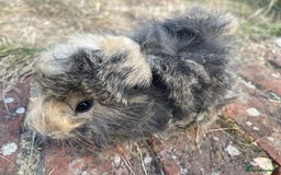 Guinea Pig rodents for sale: Baby Guinea Pigs for sale  - Image 8