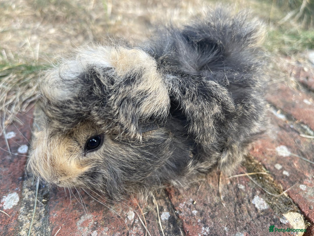 Guinea Pig rodents for sale: Baby Guinea Pigs for sale  - Image 8