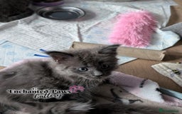 Maine Coon cats for sale: Ready now! 1 boy TICA Registered  - Image 17