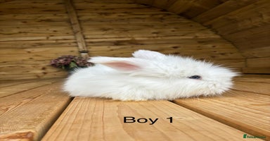 Angora rabbits - Advert 14