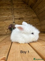 Angora rabbits - Advert 3
