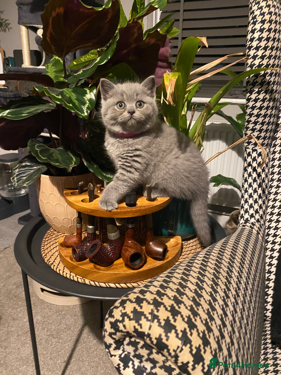 British Shorthair cats for sale: Stunning British short hair GCCF/TICA - Advert 3