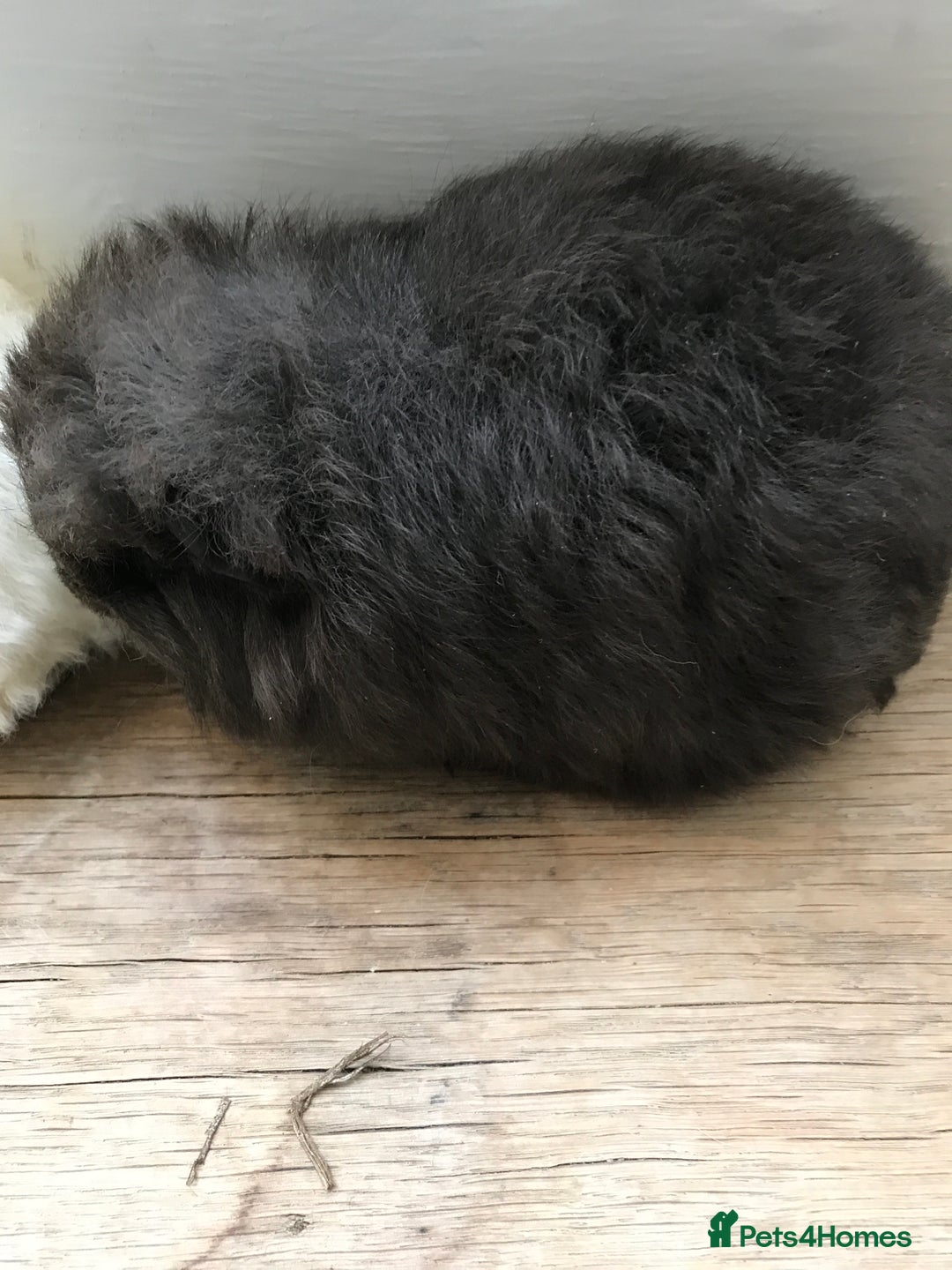 Guinea Pig rodents for sale: Swiss brothers - Advert 4