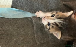 British Shorthair cats for sale: BSH Tortoise Shell  - Image 16