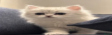 boy 1