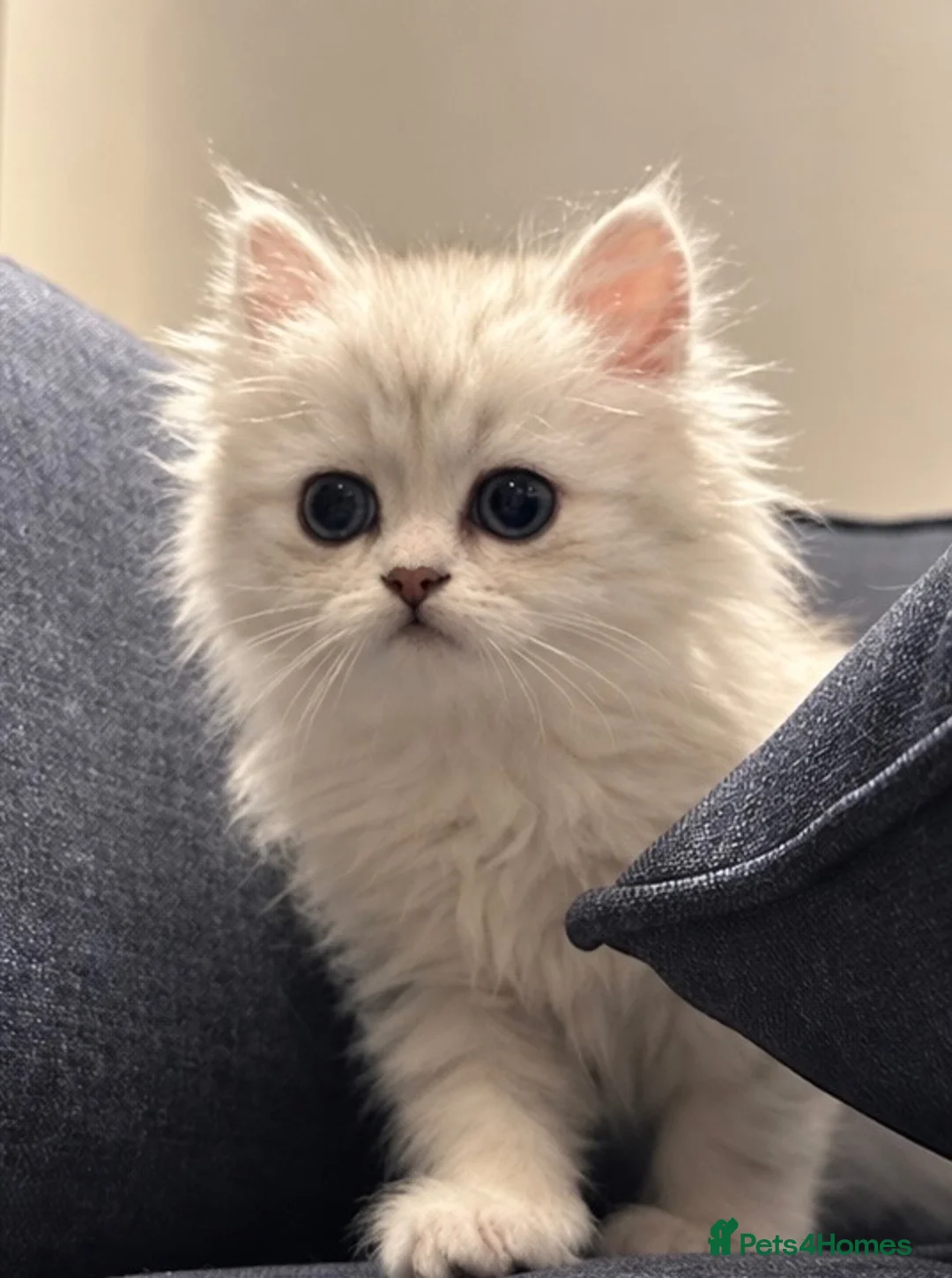 Persian cats for sale: Adorable Persian Kittens - Advert 2