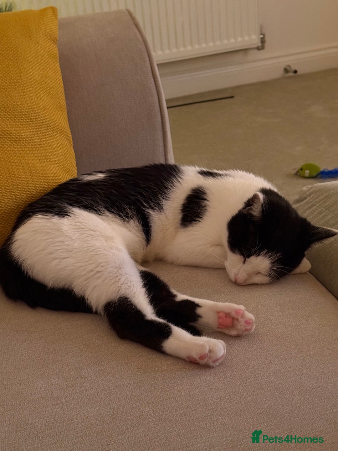 Domestic Shorthair cats for sale: 2 year old microchipped and neutered female cat  - Advert 1