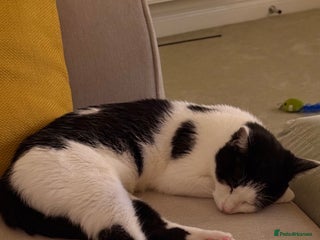 Domestic Shorthair cats 2 year old microchipped and neutered female cat - Advert 2