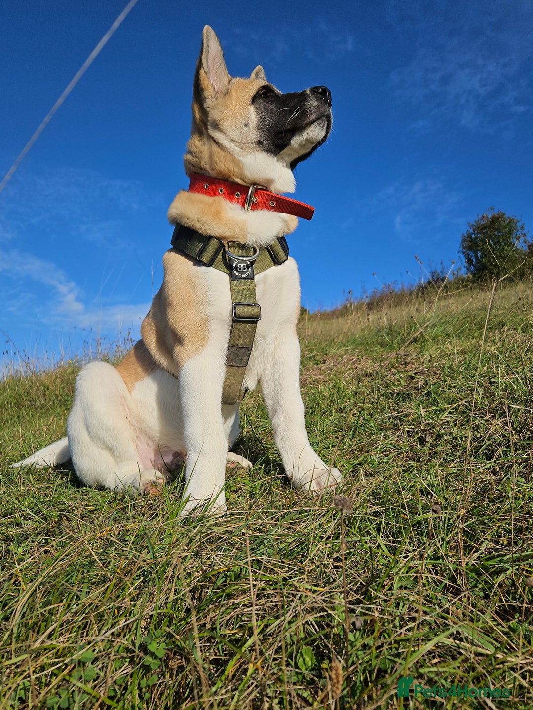 Akita dogs for sale: For rehome  - Image 2