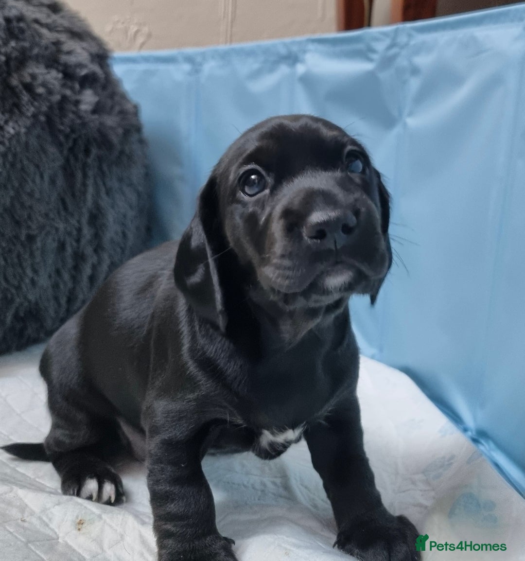 Mixed Breed dogs for sale: Miniature dachshunds puppies - Advert 14