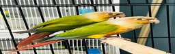 Conures birds for sale: Pineapple conures - Advert 1
