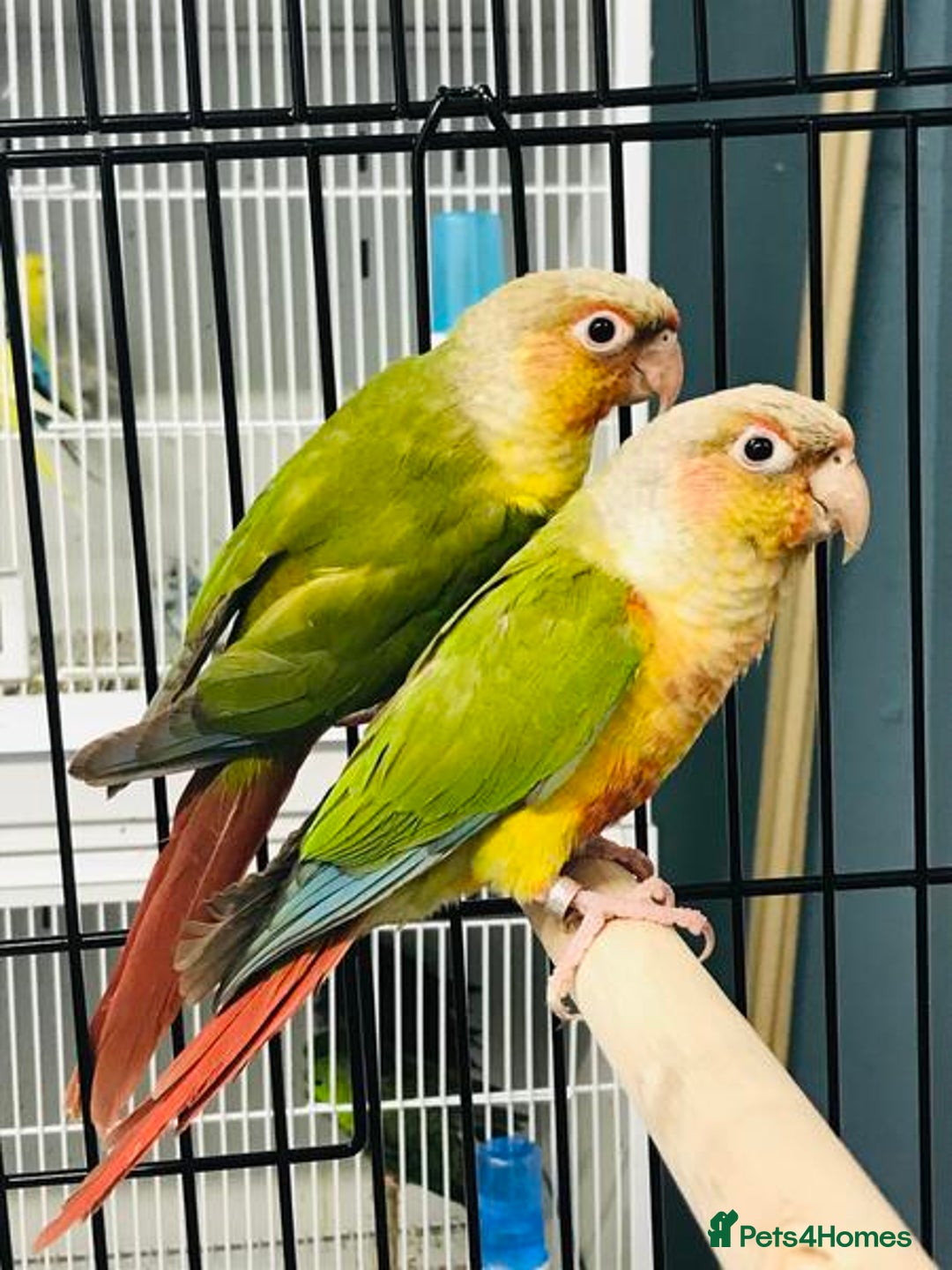 Conures birds for sale: Pineapple conures - Advert 1