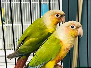 Conures birds Pineapple conures - Advert 12