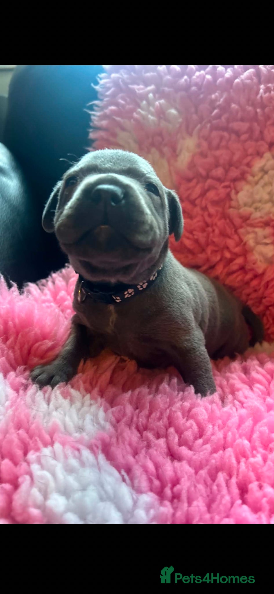 Staffordshire Bull Terrier dogs for sale: Top pedigree blue Staffordshire bull terriers in Glasgow - Advert 5
