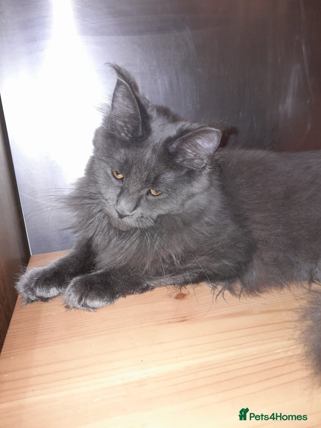 Maine Coon cats for sale: Polydactyl SolidBlue/BlackSilver Girls Maine Coon - Advert 6