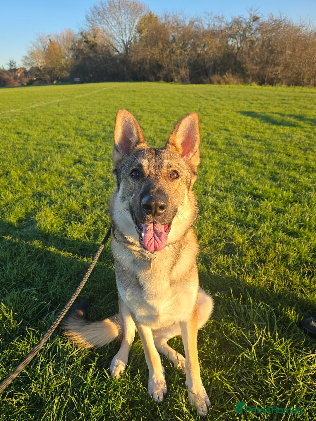 German Shepherd dogs for sale: Very loving and affectionate German Shepherd  - Advert 1