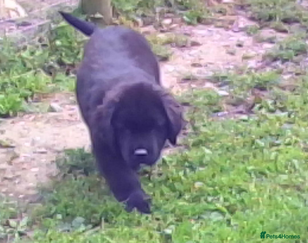 Newfoundland dogs for sale: Newfoundland Puppy 3 - Pedigree Newfoundland Female Puppy READY NOW - Image 7
