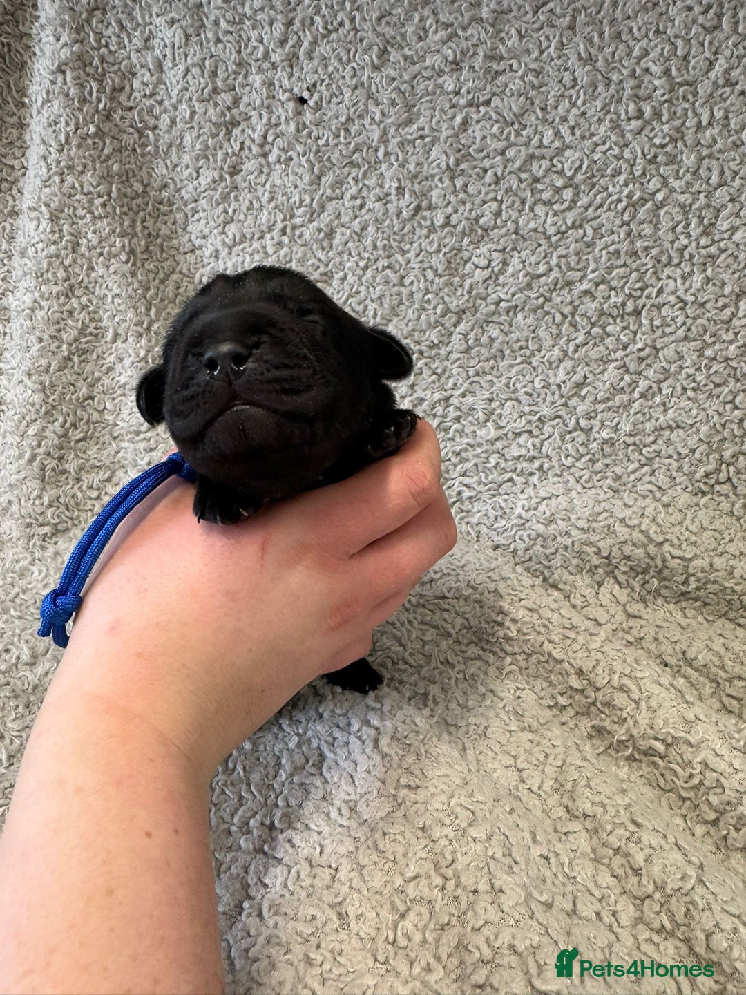 Goldador dogs for sale: Gorgeous Black Goldadors   - Advert 3