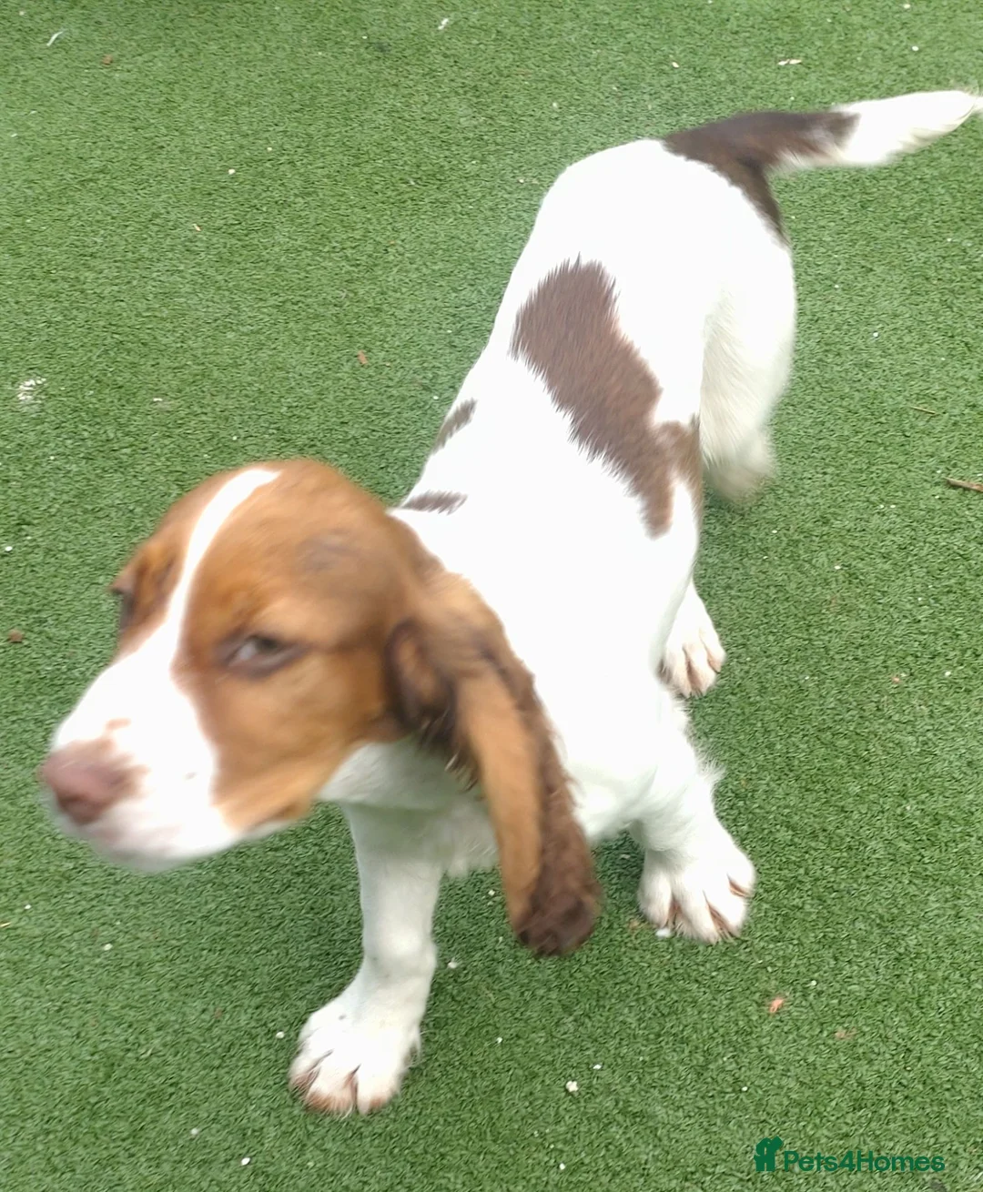Cocker Spaniel dogs for sale: KC cockerpups. BEAUTIFUL PUPS. FULLY INOC - Advert 2