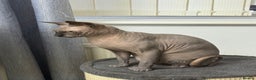 Sphynx cats for stud: TICA Registered Active, stunning Canadian Sphynx i - Advert 12