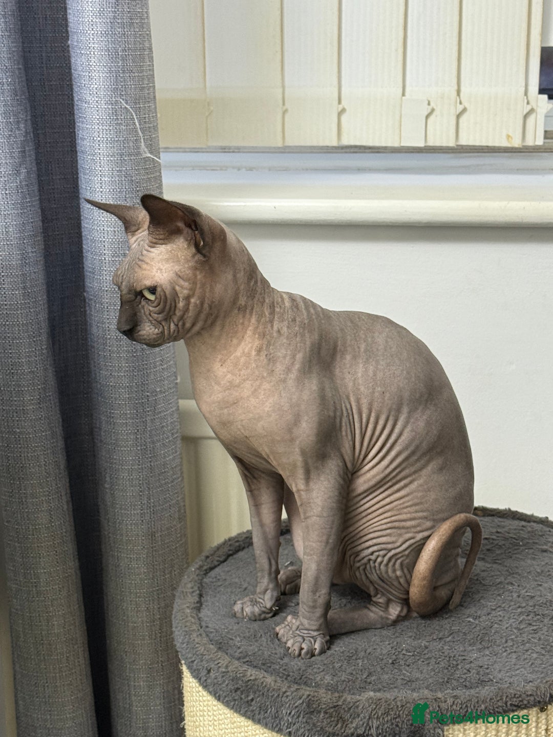 Sphynx cats for stud: TICA Registered Active, stunning Canadian Sphynx i - Advert 12