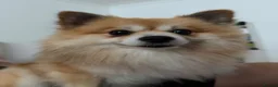 Pomeranian dogs for sale: Pomerianian needs a lovely home in London - Advert 1