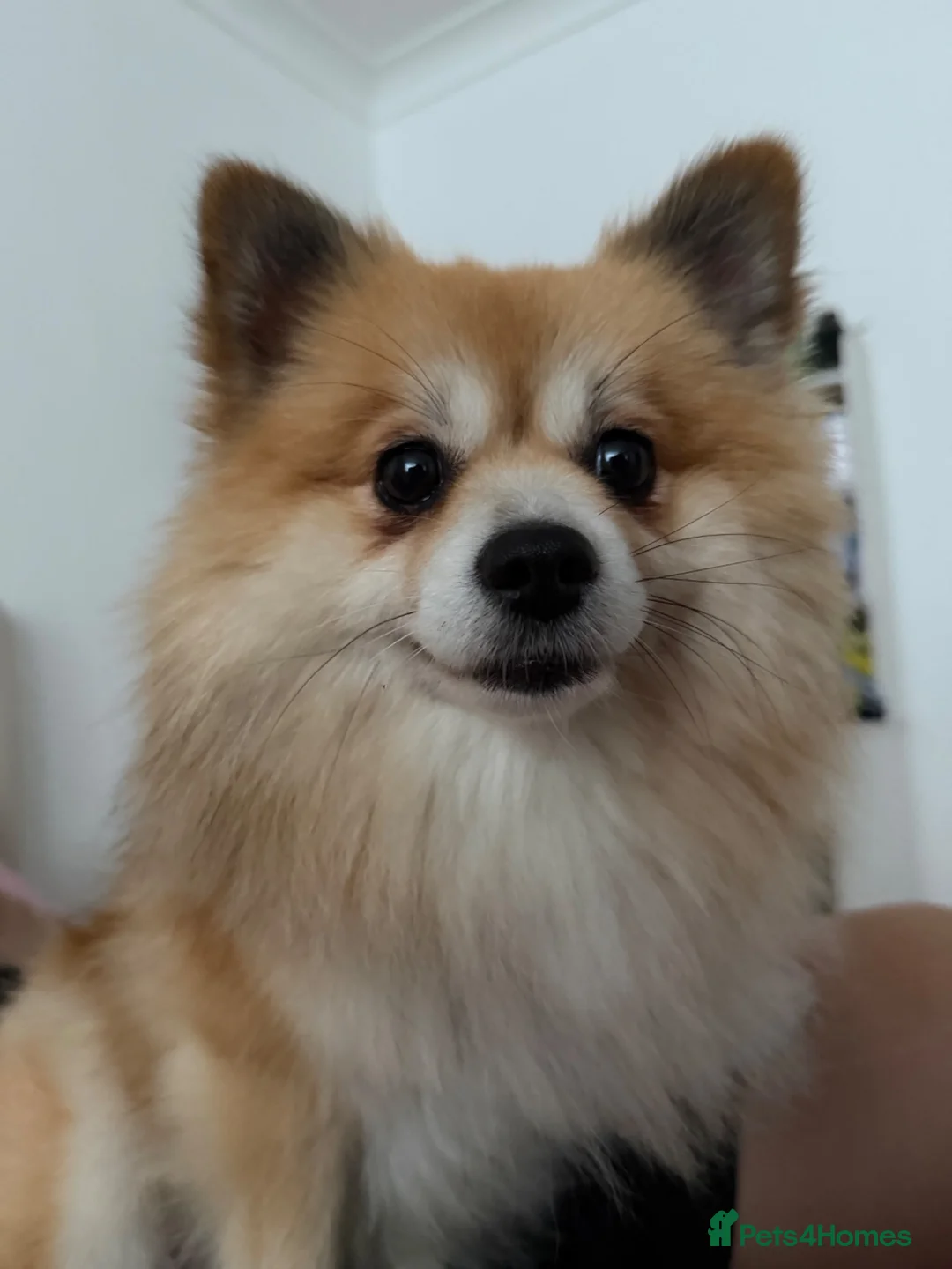 Pomeranian dogs for sale: Pomerianian needs a lovely home in London - Advert 1