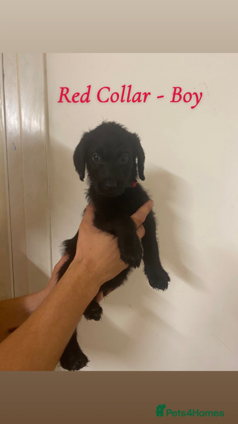 Labradoodle dogs Beautiful F1 Labradoodle Puppies for Sale🐾 - Advert 1