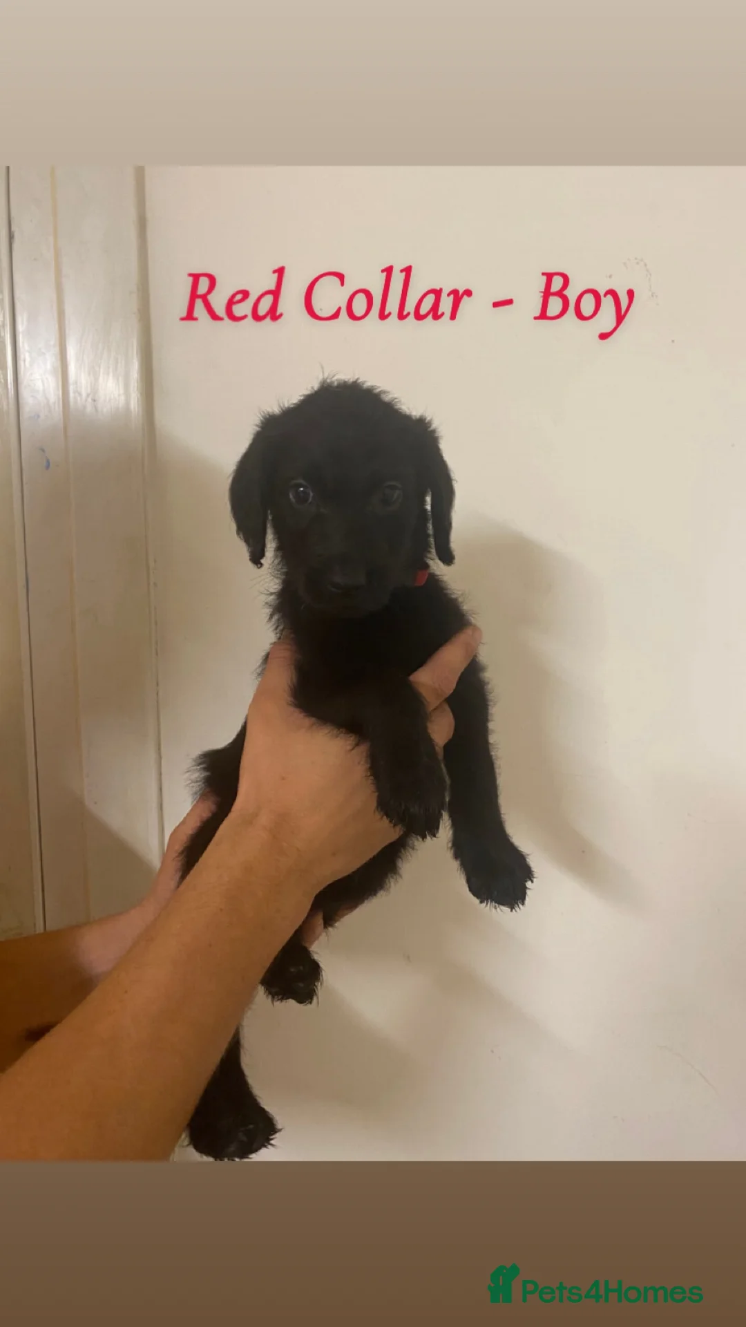Labradoodle dogs for sale: Beautiful F1 Labradoodle Puppies for Sale🐾 - Advert 1